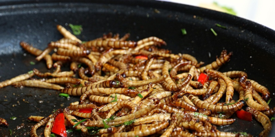 Image: katerinavulcova, Mealworms Food Insect, Pixabay, Pixabay Licence