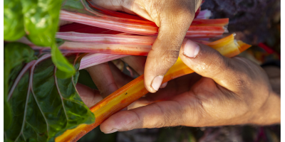 How to transform food systems: 7 Calls to Action