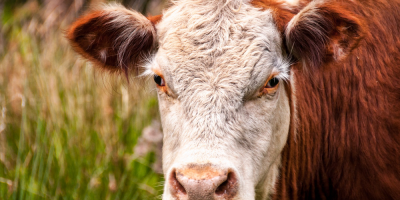 Image: James Wheeler, Close-up photo of white and brown cattle, Pexels, Pexels Licence