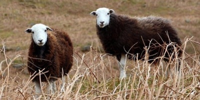 Image: johnrp, Cumbrian sheep Herdwick, Pixabay, Pixabay Licence