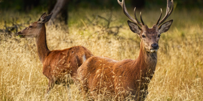Image: rainhard2, Deer animals grass, Pixabay, Pixabay Licence
