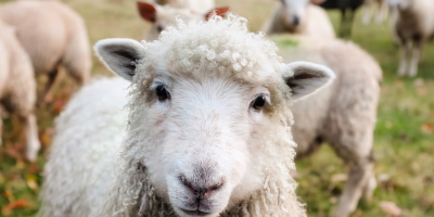 Image: 12019, Ireland Sheep Lambs, Pixabay, Pixabay Licence