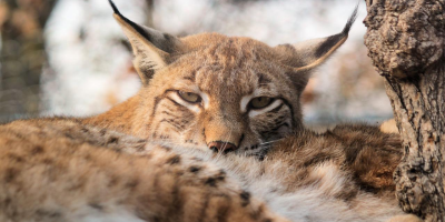 Image: veverkolog, Feature the Eurasian Lynx, Pixabay, Pixabay Licence