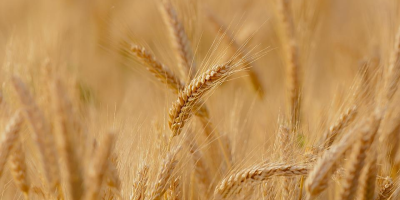 Image: Candiix, Wheat field, Pixabay, Pixabay Licence