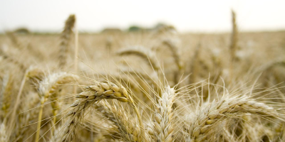 Image: tadaphotos, Field Farm Grain, Pixabay, Pixabay Licence