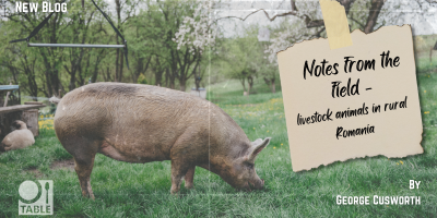 A flyer advertising a new blog by George Cusworth called "Notes from the Field - livestock animals in rural Romania." The background image is a photograph of a pig grazing in an agroforestry system in Romania. The TABLE logo is in the corner of the flyer.