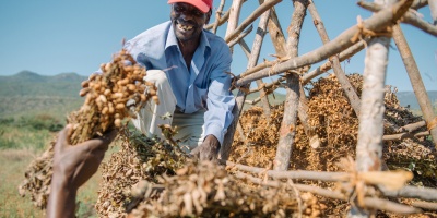 Image: Farmer Elias Chirinda drying his jugo bean (Bambara groundnut) crop in Chimanimani, TSURO, Zimbabwe. Credit: Xavier Vahed for Seed and Knowledge Initiative (SKI). SKI has granted authorisation to use the image in this article.