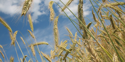 Image: R0bin, Wheat crop field cereal, Pixabay, Pixabay Licence