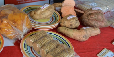 Image: USAID in Africa, Orange-Fleshed Sweet Potato Value Chain, Flickr, United States Government Work