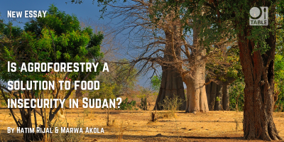 A new essay on the TABLE website titled "Is agroforestry a solution to food insecurity in Sudan?" by Hatim Rijal and Marwa Akola. The background image is a stand of trees in Sudan.