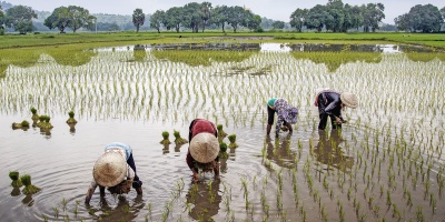 Four farmers planting rice in Vietnam. Photo by vietnguyenbui via Pixabay.