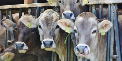 Four cows stick their heads between the rails of their enclosure. Photo from Pexels.