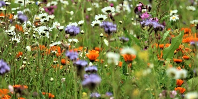 Field of biodiverse wildflower. Image by Caniceus via pixaby