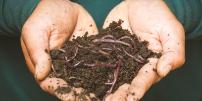 A pair of hands holding a clump of soil and worms. Photo by sippakorn yamkasikorn via Unsplash