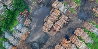 Birdseye view of log piles. Photo by Pok Rie via Pexels