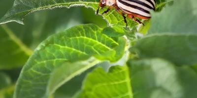Image of a potato beetle eating a leaf. Photo by Foto-Rabe via Pixabay.