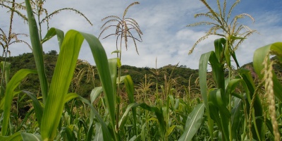 Staring through cornstalks at a green hillside in the distance. Photo by Alvaro González via Pixabay.