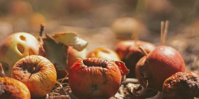 Image of rotting apples fallen to the ground by Joshua Hoehne via Unsplash