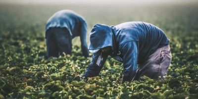 Two farm workers picking strawberries in a field. Photo by Tim Mossholder via Unsplash.