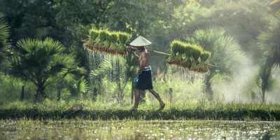 Rice farmer carrying rice bundles next to paddy