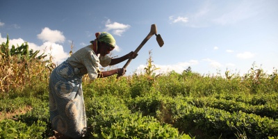 Image: ILRI, Groundnut farmer in Malawi, Flickr, Creative Commons Attribution-ShareAlike 2.0 Generic