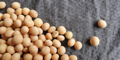 Image: Jing, Soybeans Beans Soy, Pixabay, Pixabay Licence
