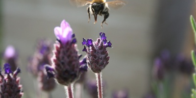 Image: MichelAelbrecht, Bee nature lavender, Pixabay, Pixabay licence