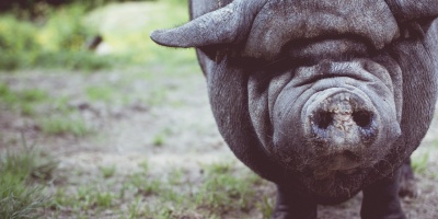 Image: Free-Photos, Pig animal snout, Pixabay, CC0 Creative Commons
