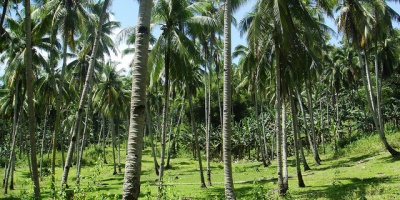 Image: edward musiak, coconut farm, Flickr, Creative Commons Attribution-ShareAlike 2.0 Generic 