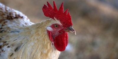 Image: cuatork77, ROOSTERS, Flickr, Creative Commons Attribution-ShareAlike 2.0 Generic