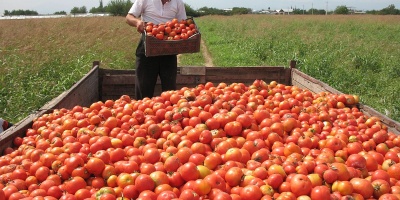 Image: Narek75, Tomato harvesting in Armenia, Wikimedia Commons, Creative Commons Attribution-Share Alike 4.0 International