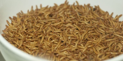 Image: Pengo, Mealworms. Displayed as if for human consumption in an exhibit at an aquarium, Wikimedia Commons, Creative Commons Attribution-Share Alike 3.0 Unported