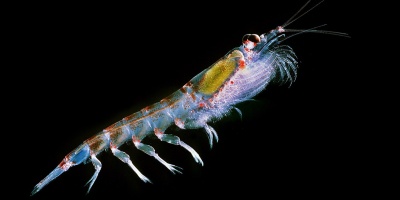 Image: Uwe Kils, Antarctic krill (Euphausia superba), Wikimedia Commons, Creative Commons Attribution-Share Alike 3.0 Unported