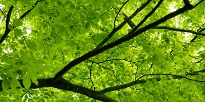 Image: Max Pixel, Canopy spring beech, CC0 Public Domain