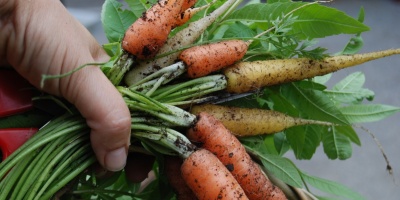 Image: Pxhere, Harvest carrot hand, CC0 Public Domain