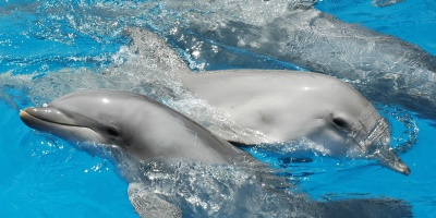 Image: Vince Smith, Bottlenose dolphins, Flickr, Creative Commons Attribution 2.0 Generic