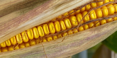 Image: adege, Corn Corn on the Cob, Pixabay, Pixabay Licence