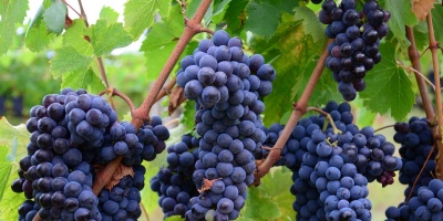 Image: marissat1330, Italy vineyard grapes, Pixabay, Pixabay licence