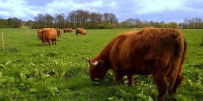 Image: Pete, The Cows…, Flickr, Creative Commons Attribution 2.0 Generic