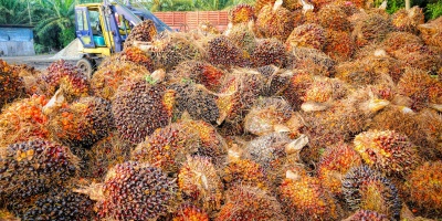 Image: Tristantan, Palm oil fruit, Pixabay, Creative Commons CC0