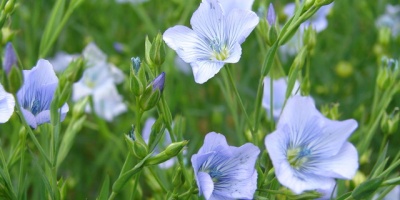 Image: Iam Paterson, The seeds of flax are used to make linseed oil, Wikimedia Commons, Creative Commons Attribution-Share Alike 2.0 Generic