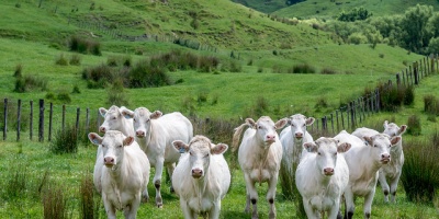 Image: David Blaikie, New Zealand Cattle, Flickr, Creative Commons Attribution 2.0 Generic