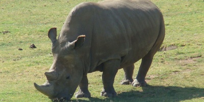 Image: Sheep81, Northern White Rhinoceros Angalifu, Wikimedia Commons, Public domain