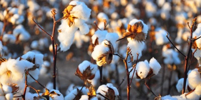 Image: Kimberly Vardeman, Cotton Harvest, Flickr, Creative Commons Attribution 2.0 Generic