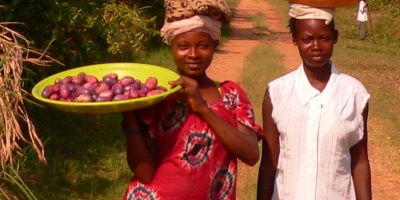 Image: Francish7, Tasty seasonal African Plums - known locally as Safu - in Basankusu, Wikimedia Commons, Creative Commons Attribution 3.0 Unported