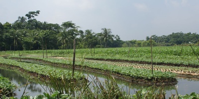 Image: Nazmulhuqrussell, Floating Agricultural Field in Bangladesh, Wikimedia Commons, Creative Commons Attribution 3.0 Unported