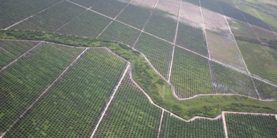 Image: glennhurowitz, Recently planted palm oil plantation on rainforest peatland, Flickr, Creative Commons Attribution-NoDerivs 2.0 Generic 