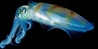 Image: Maia Valenzuela, translucent squid, Flickr, Creative Commons Attribution 2.0 Generic