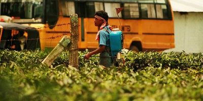Image: Akarsh Simha, Spraying pesticide, Flickr, Creative Commons Attribution-ShareAlike 2.0 Generic 