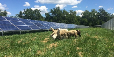 Image: Gabelglesia, Solar array in the Antioch College South Campus, near the farm. Sheep included, Wikimedia Commons, Creative Commons Attribution-Share Alike 4.0 International